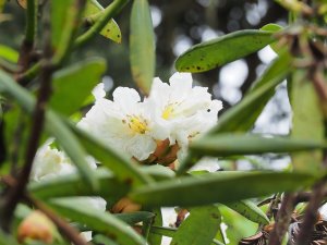 Rhododendron auriculatum