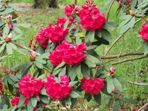 Rhododendron Tally Ho Group
