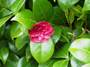 Camellia ‘Mathotiana Rubra’