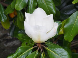 Magnolia grandiflora ‘Main Street’
