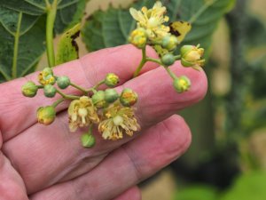 Tilia maxiczowicziana