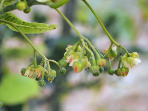 Tilia maxiczowicziana