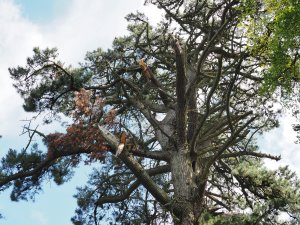 Pinus insignis