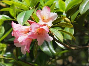 Rhododendron royallii