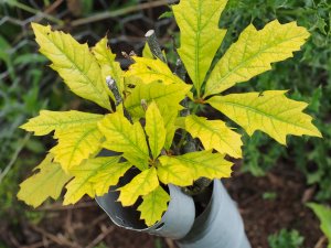 Quercus maurii