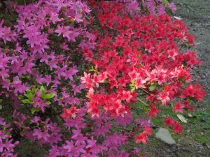azalea in Rookery ‘sporting’ two very different colours
