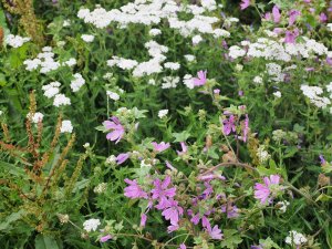 Achillea millefolium (yarrow) and Malva sylvestris (common mallow)