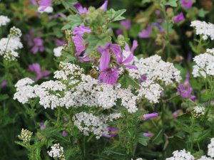 Achillea millefolium (yarrow) and Malva sylvestris (common mallow)