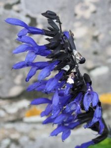 Salvia ‘Black and Blue’