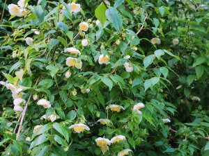 Philadelphus maculatus ‘Mexican Jewel’