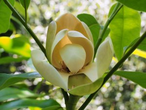 Magnolia tamaulipana