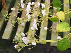 Jovellana sinclairii