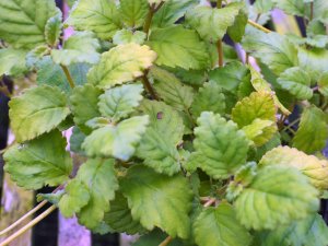 Jovellana sinclairii