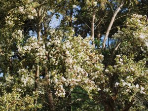Luma apiculata ‘Glanleam Gold’
