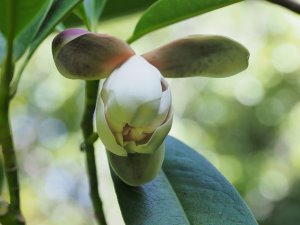Magnolia (Manglietia) yuyuanensis