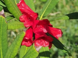 Rhododendron parisha