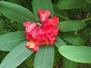 Rhododendron ‘Tally Ho’
