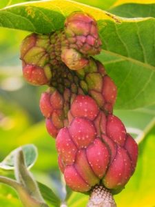 Magnolia mollicomata ‘Werrington’