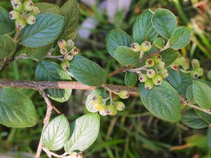 Cotoneaster franchettii