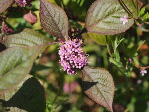 Callicarpa bodinieri var. giraldii ‘Profusion’