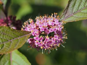 Callicarpa bodinieri var. giraldii ‘Profusion’