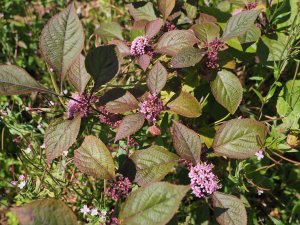 Callicarpa bodinieri var. giraldii ‘Profusion’