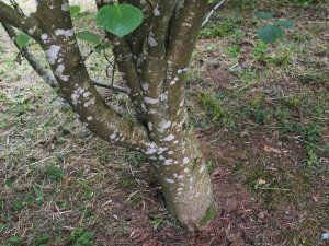 Sorbus cyclophylla
