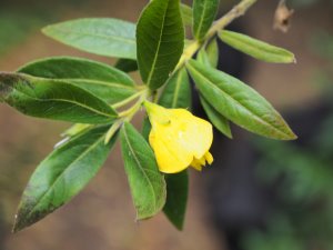 Bowkeria citrodora
