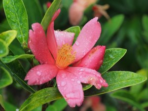 Camellia chengii