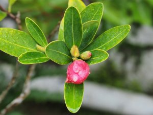 Camellia chengii