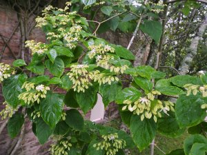Clerodendron trochotomum