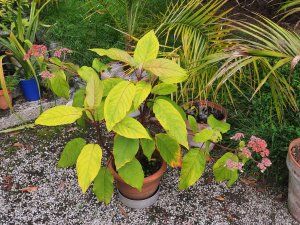 Hydrangea aspera ssp. robusta ‘Titania’