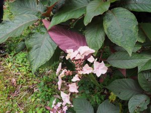Hydrangea aspera villosa – Gongshan