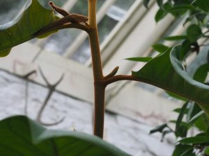 Magnolia dandyi