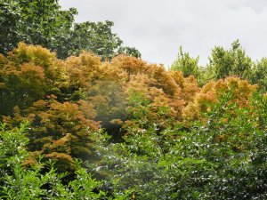 Acer palmatum ‘Sango kaku’