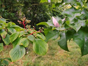 Cornus alternifolia and a secondary flower on Magnolia x brooklynensis ‘Evamaria’