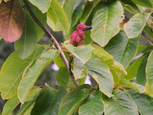 Magnolia ‘Caerhays Splendour’