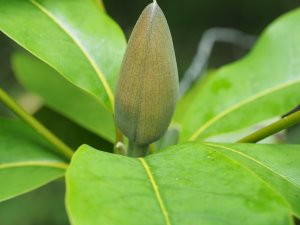 Magnolia tamaulipana