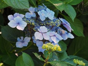 Hydrangea ‘Blue Wave’