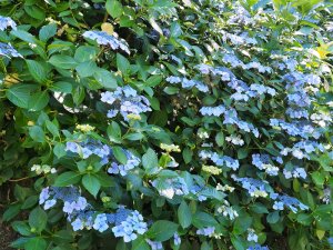 Hydrangea ‘Blue Wave’