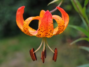 Lillium superbum