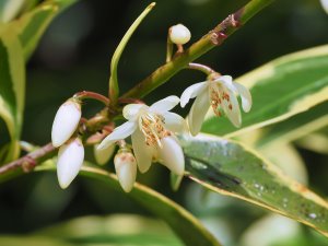 Cleyera japonica ‘Fortunei’