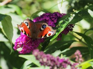 Buddleia ‘Harlequin’