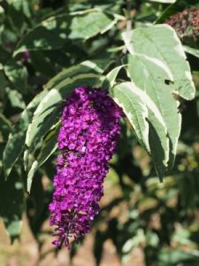 Buddleia ‘Harlequin’