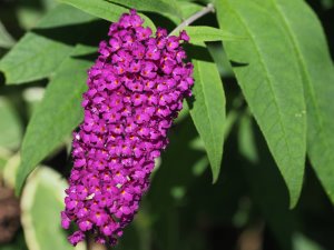 Buddleia ‘Harlequin’