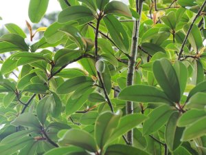 Magnolia kwangtungensis