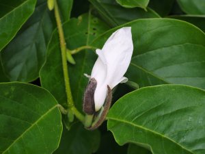 Magnolia x loebneri ‘Leonard Messel’