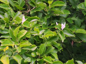 Magnolia x loebneri ‘Leonard Messel’