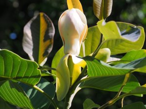 Magnolia delavayi