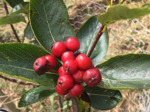 Sorbus chamaemespilus